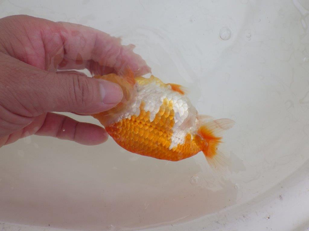 【全国大会東大関獲得ブリーダー 】太味があり種にもお勧め当歳らんちゅう約13㎝メス?