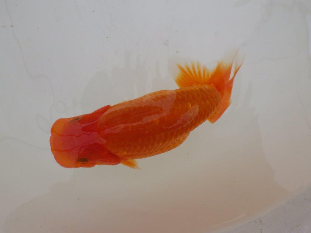 【全国大会東大関獲得ブリーダー 】仕上がりの良い迫力ある当歳らんちゅう約15㎝メス?