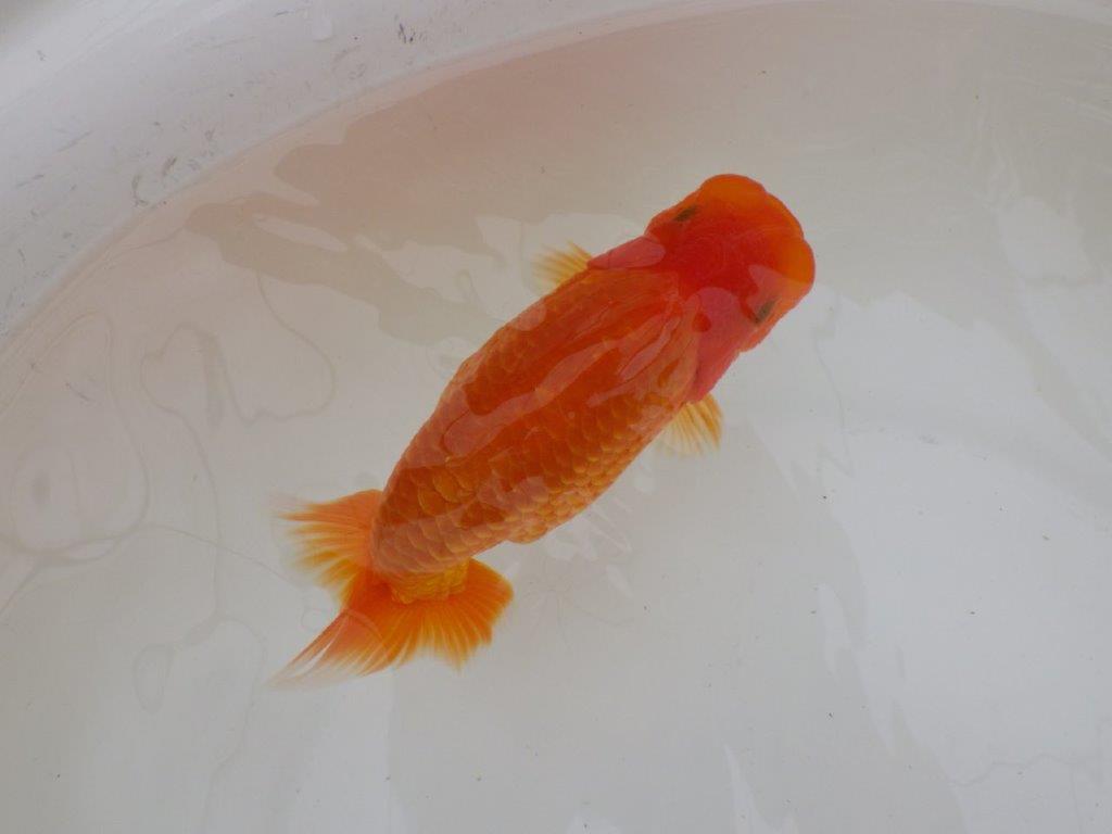 【全国大会東大関獲得ブリーダー 】仕上がりの良い迫力ある当歳らんちゅう約15㎝メス?