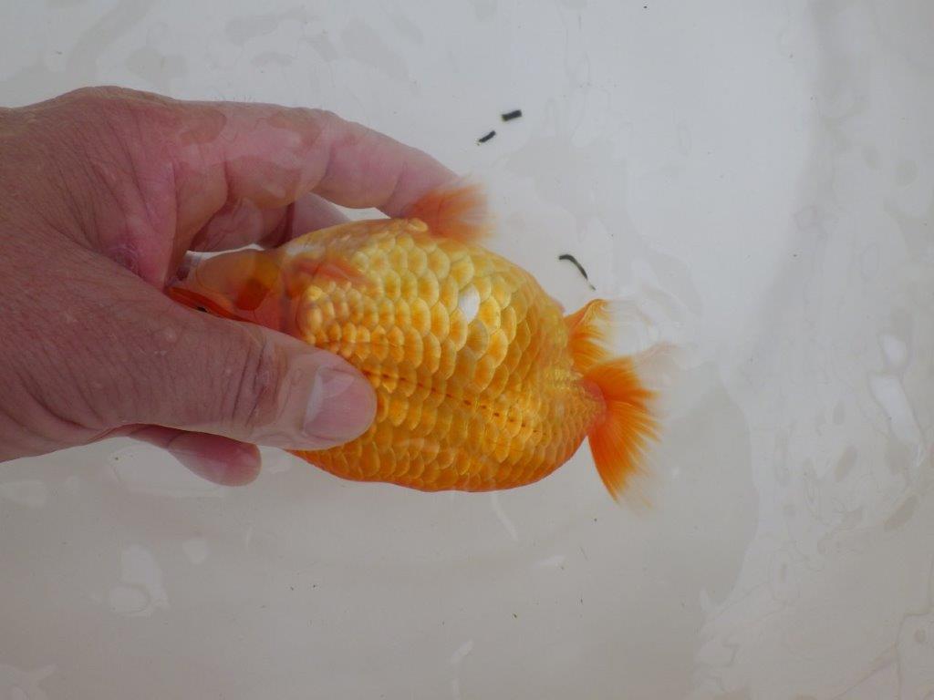 【全国大会東大関獲得ブリーダー 】仕上がりの良い迫力ある当歳らんちゅう約15㎝メス?