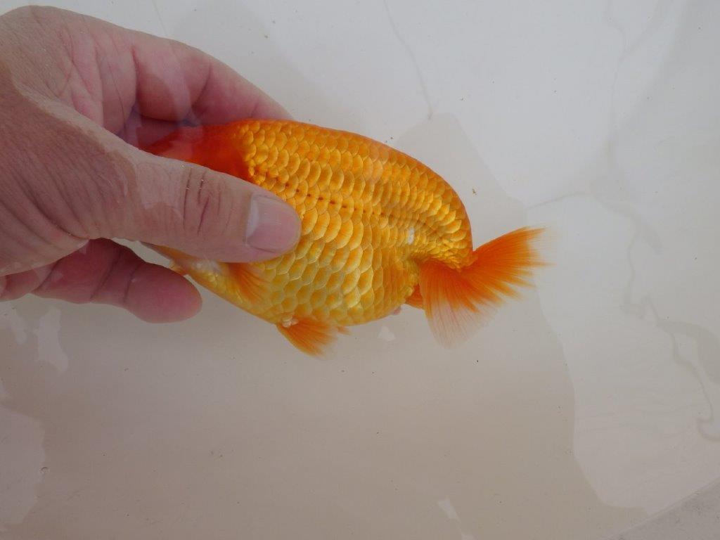 【全国大会東大関獲得ブリーダー 】仕上がりの良い迫力ある当歳らんちゅう約15㎝メス?