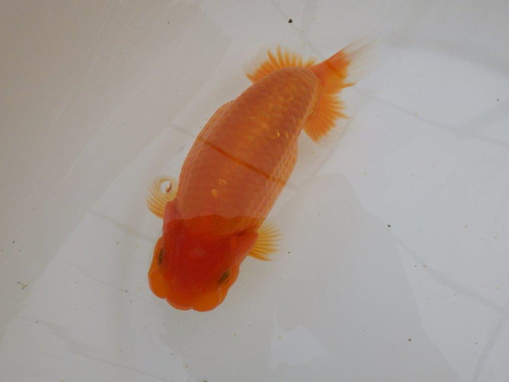 【全国大会東大関獲得ブリーダー 】大迫力！！当歳らんちゅう約15,5㎝メス？の上身