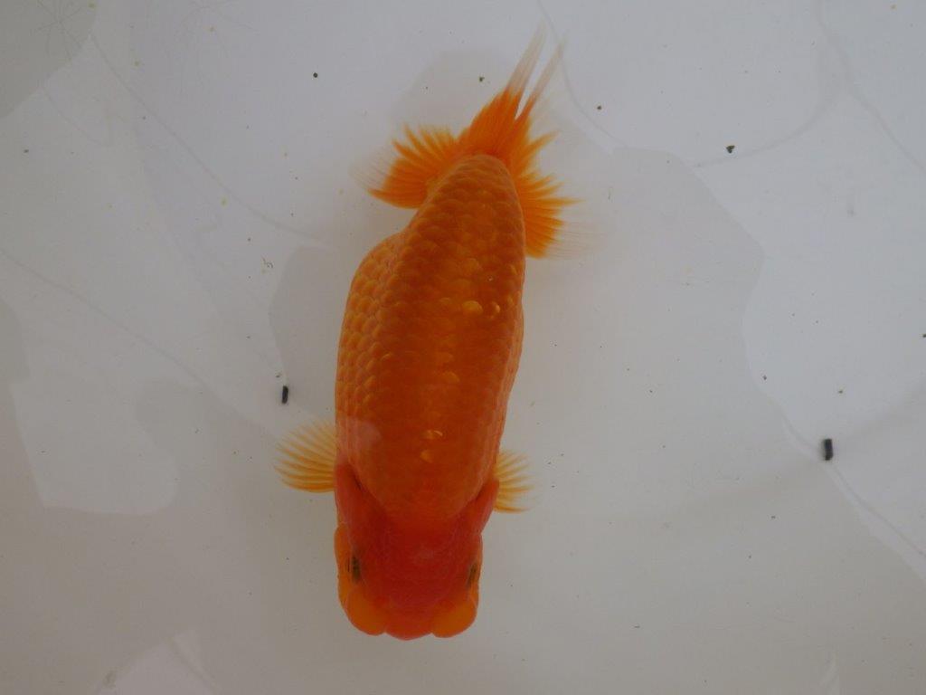 【全国大会東大関獲得ブリーダー 】大迫力!!当歳らんちゅう約15,5㎝メス?