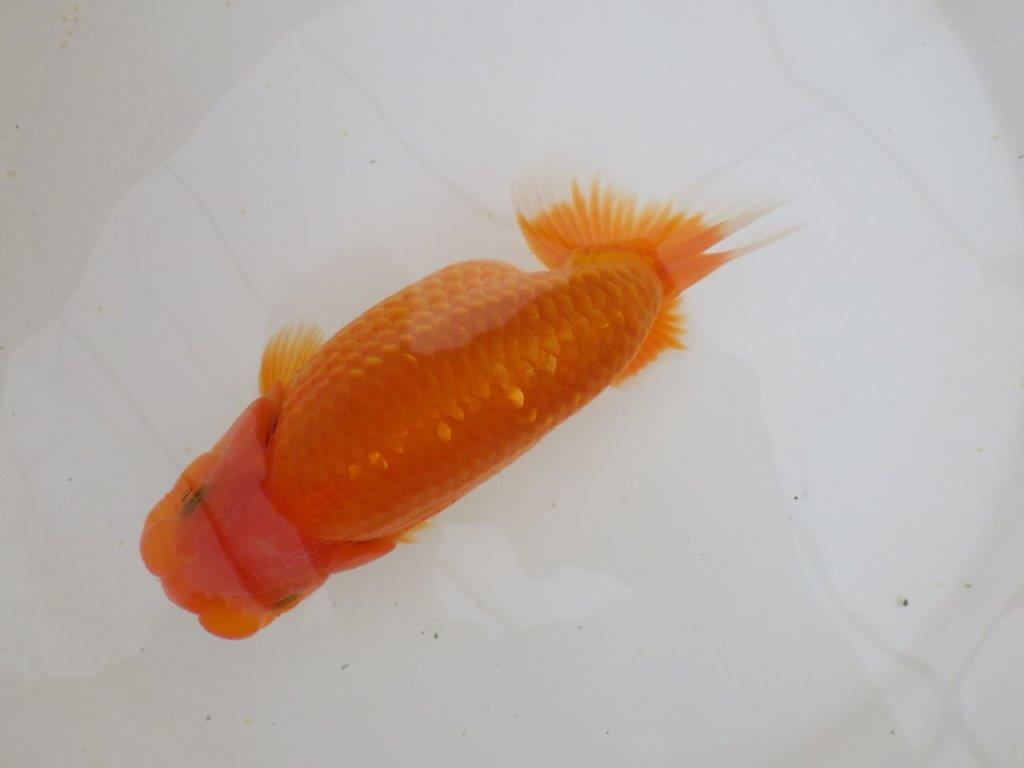 【全国大会東大関獲得ブリーダー 】大迫力!!当歳らんちゅう約15,5㎝メス?