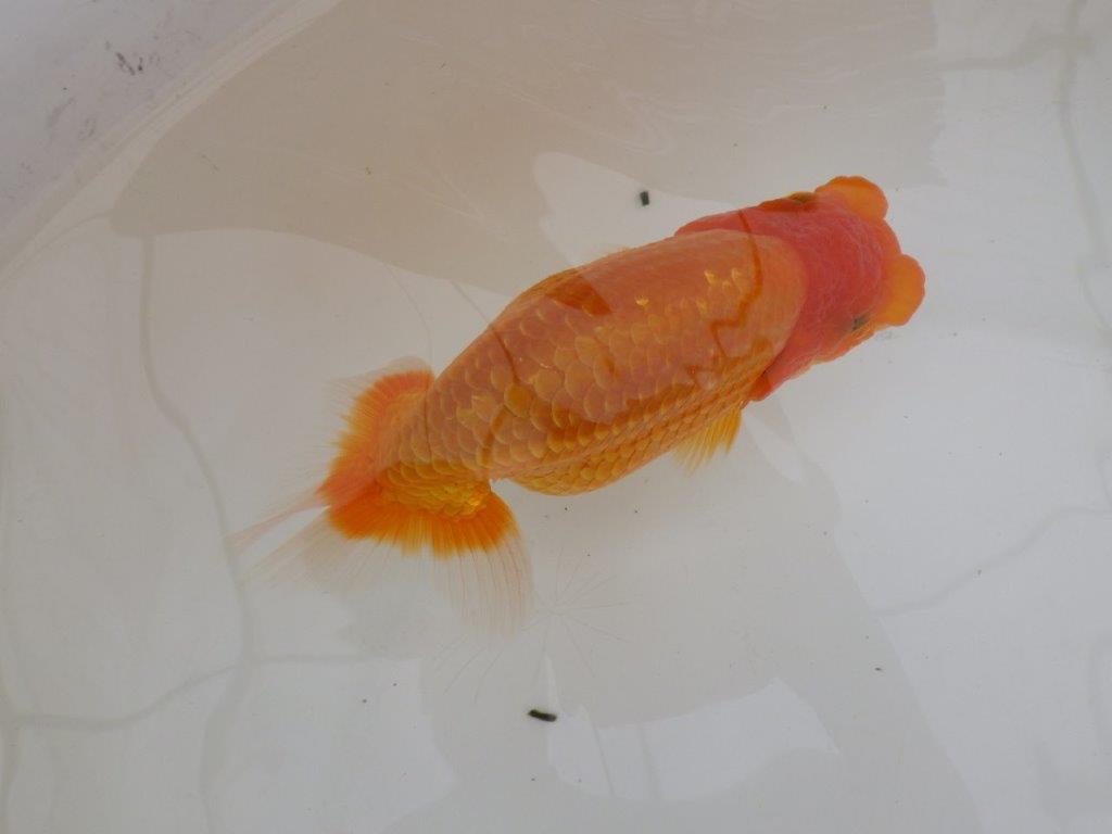 【全国大会東大関獲得ブリーダー 】今後の成長に期待しましょう!当歳らんちゅう約15㎝メス?
