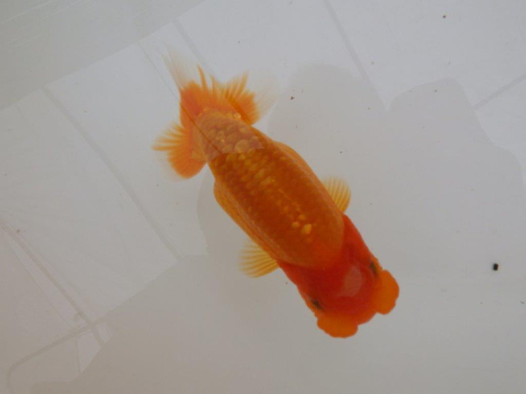 【全国大会東大関獲得ブリーダー 】面白い魚です!当歳らんちゅう約13㎝オス?
