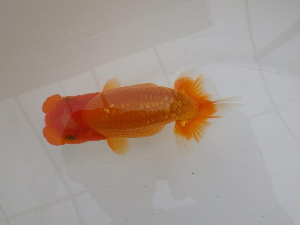 【全国大会東大関獲得ブリーダー 】面白い魚です!当歳らんちゅう約13㎝オス?