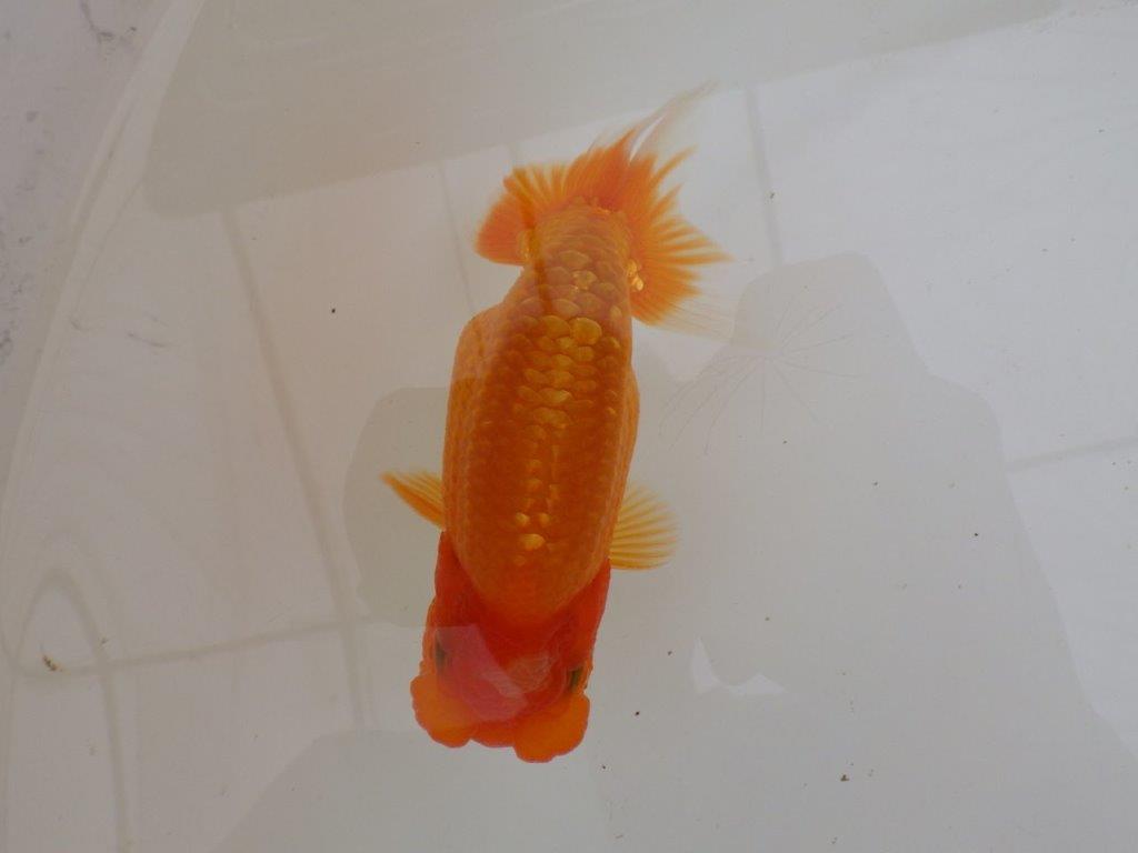 【全国大会東大関獲得ブリーダー 】面白い魚です!当歳らんちゅう約13㎝オス?