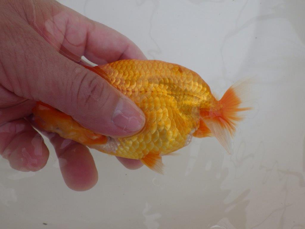 【全国大会東大関獲得ブリーダー 】面白い魚です!当歳らんちゅう約13㎝オス?