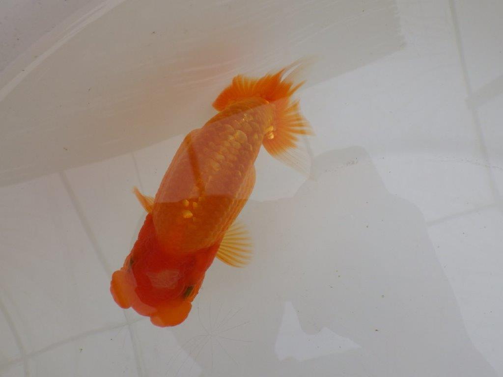 【全国大会東大関獲得ブリーダー 】面白い魚です！当歳らんちゅう約13㎝オス？の上身
