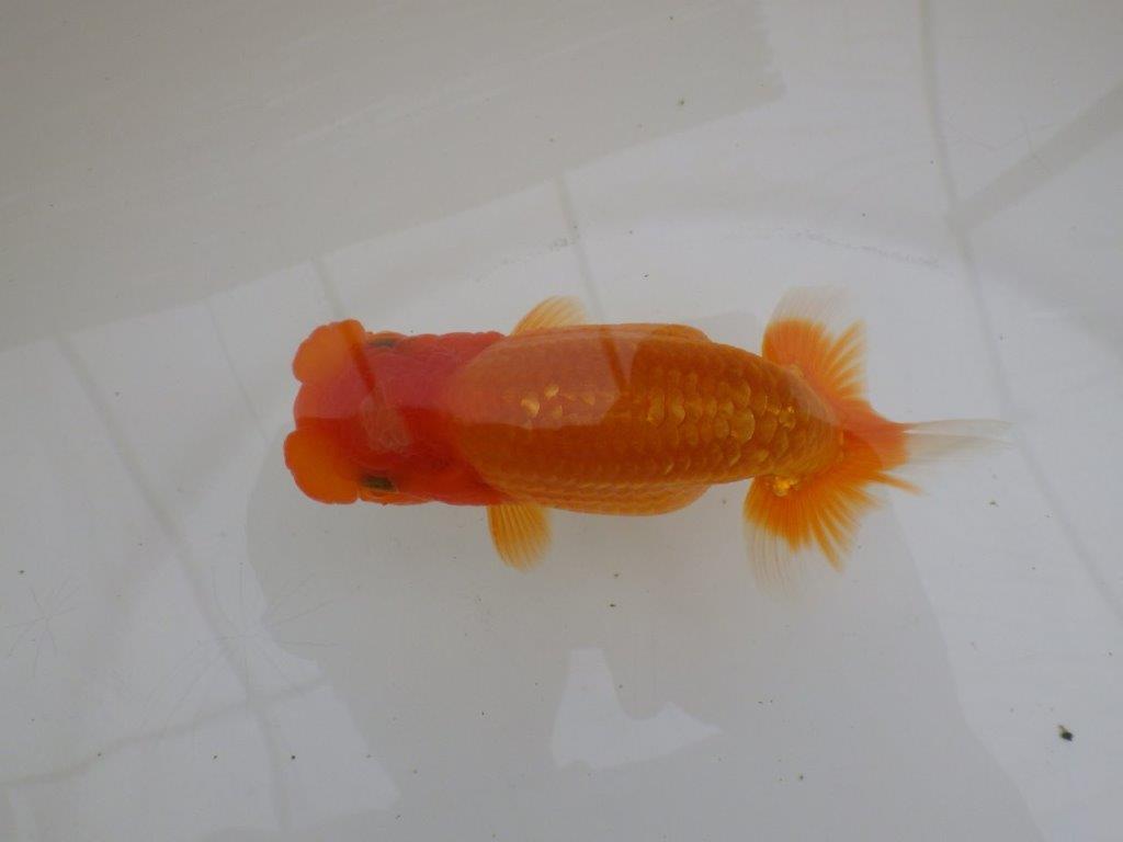 【全国大会東大関獲得ブリーダー 】面白い魚です!当歳らんちゅう約13㎝オス?