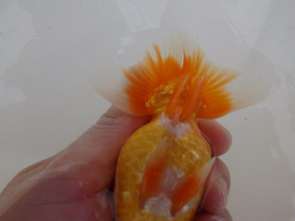 【全国大会東大関獲得ブリーダー 】面白い魚です!当歳らんちゅう約13㎝オス?