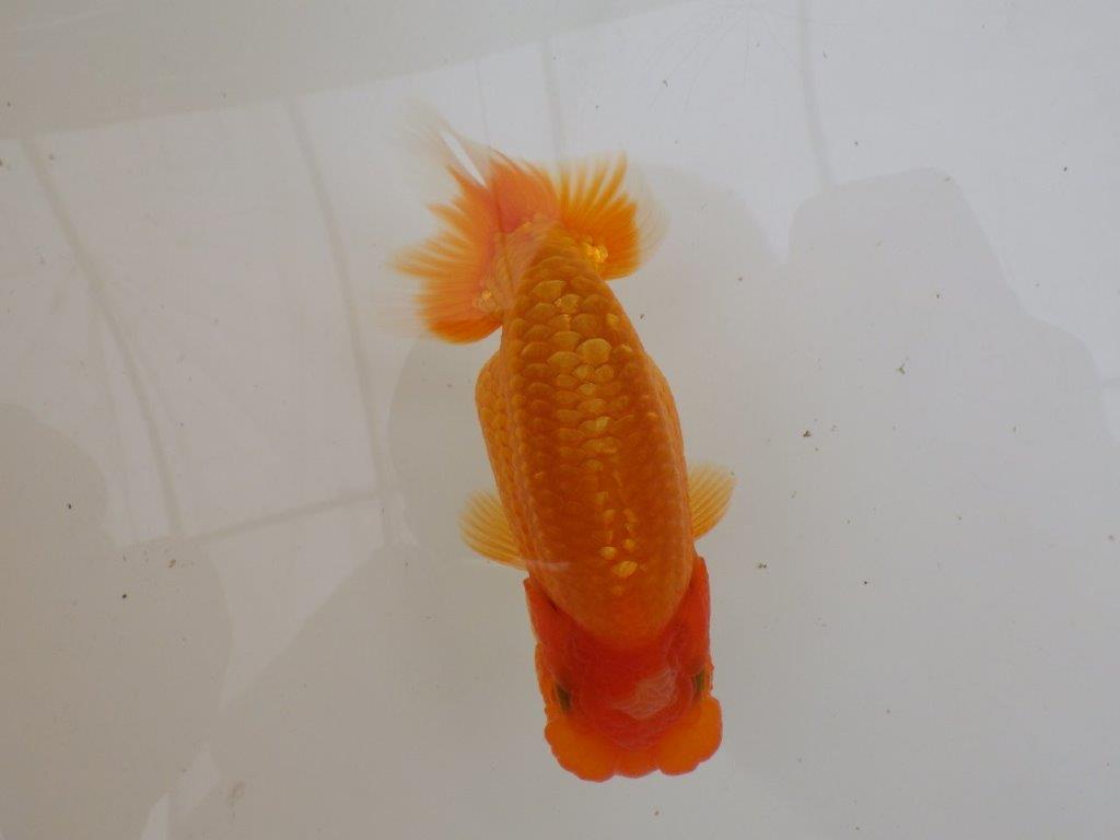 【全国大会東大関獲得ブリーダー 】面白い魚です!当歳らんちゅう約13㎝オス?