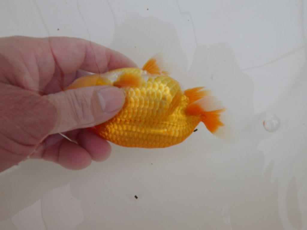 【全国大会東大関獲得ブリーダー 】面白い魚です!当歳らんちゅう約13㎝オス?