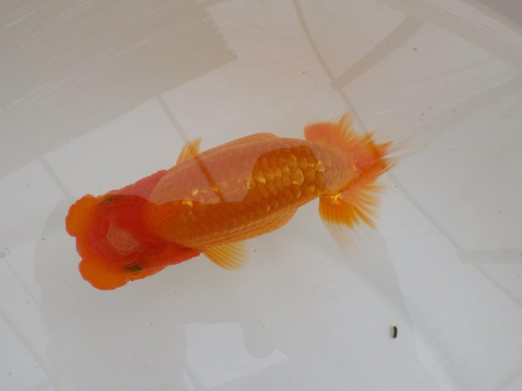 【全国大会東大関獲得ブリーダー 】面白い魚です!当歳らんちゅう約13㎝オス?