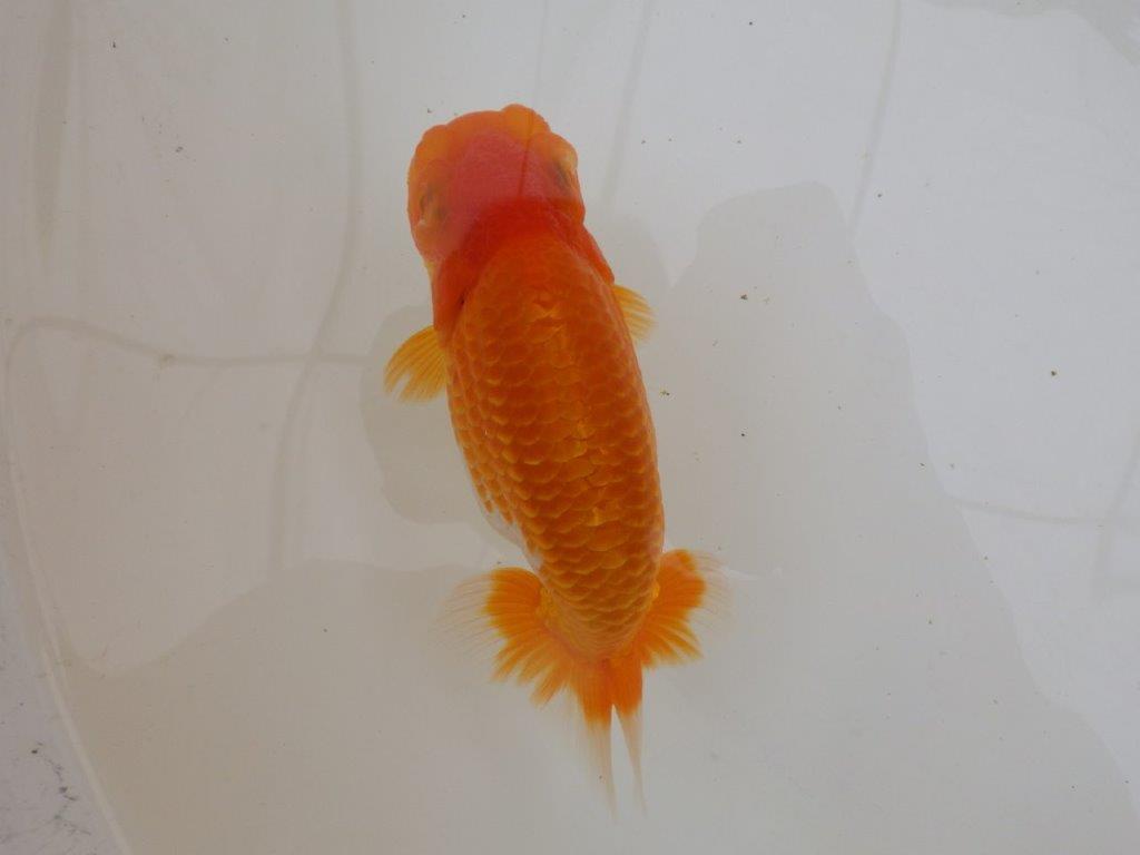 【全国大会東大関獲得ブリーダー 】最高級の尾型と美しい背なり!当歳らんちゅう約14,5㎝