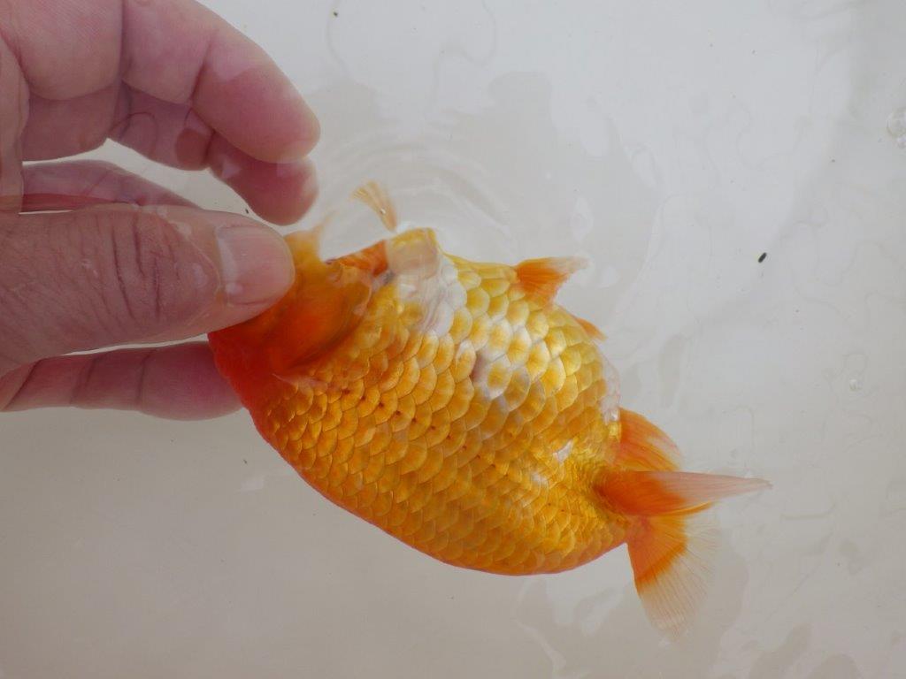 【全国大会東大関獲得ブリーダー 】最高級の尾型と美しい背なり!当歳らんちゅう約14,5㎝