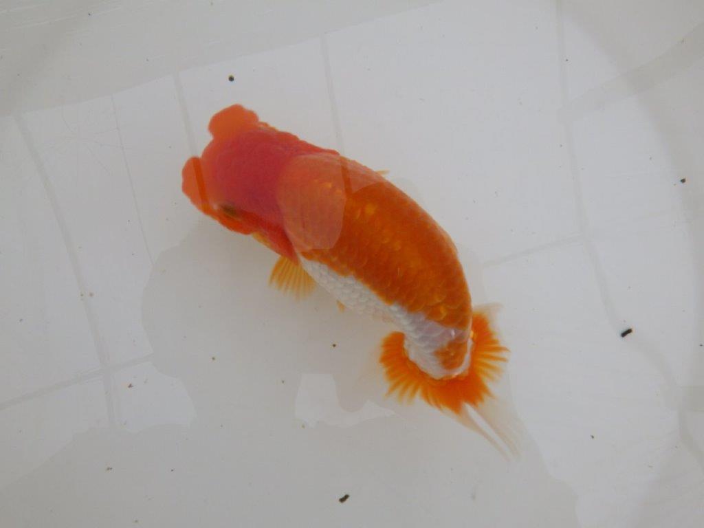 【全国大会東大関獲得ブリーダー 】鑑賞のみではもったいない!!当歳らんちゅう約15,5㎝