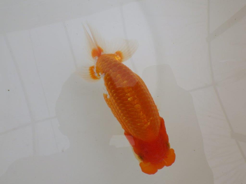 【全国大会東大関獲得ブリーダー 】素晴らしい雰囲気の当歳らんちゅう約13,5㎝メス?