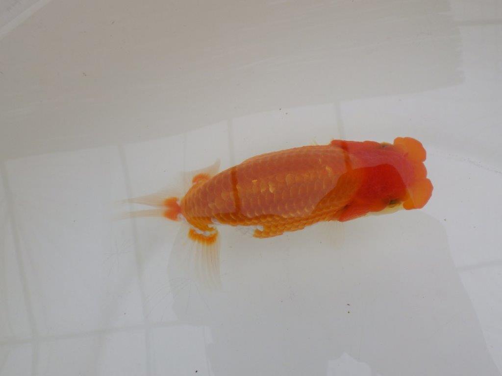【全国大会東大関獲得ブリーダー 】素晴らしい雰囲気の当歳らんちゅう約13,5㎝メス?