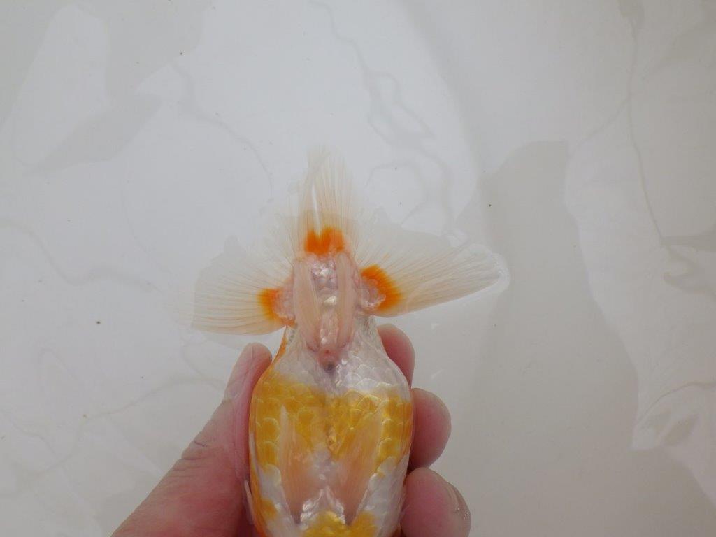 【全国大会東大関獲得ブリーダー 】素晴らしい雰囲気の当歳らんちゅう約13,5㎝メス?