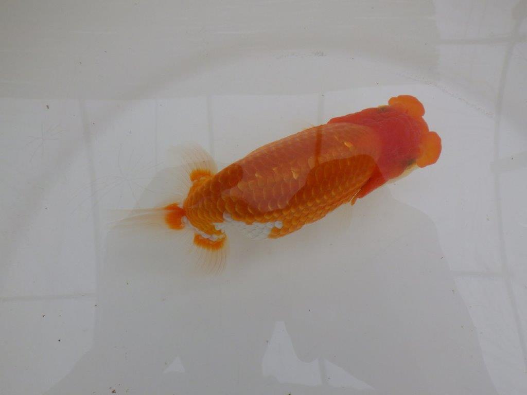 【全国大会東大関獲得ブリーダー 】素晴らしい雰囲気の当歳らんちゅう約13,5㎝メス?