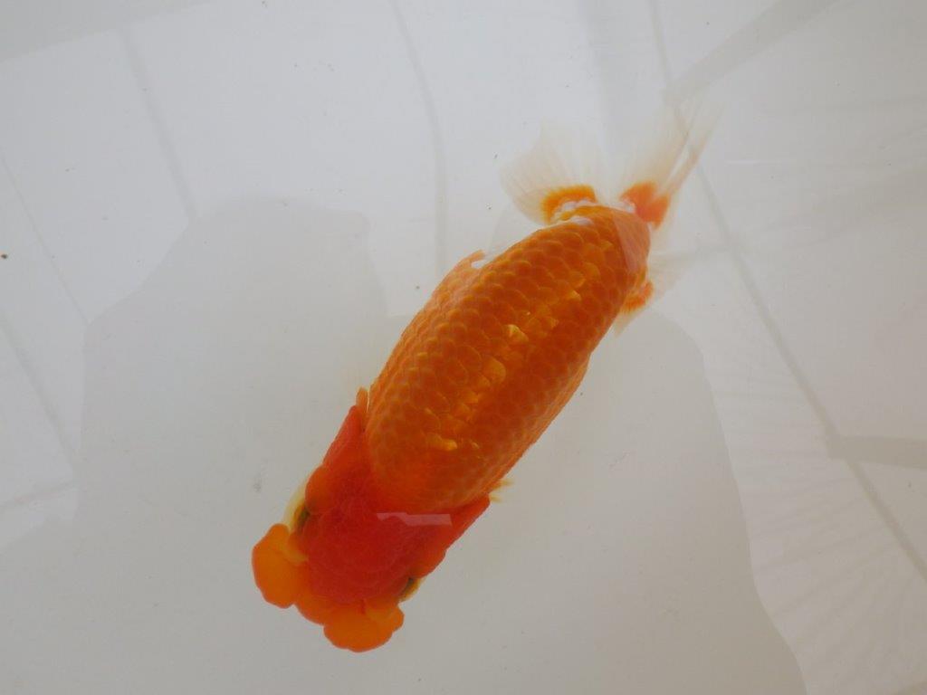 【全国大会東大関獲得ブリーダー 】素晴らしい雰囲気の当歳らんちゅう約13,5㎝メス?