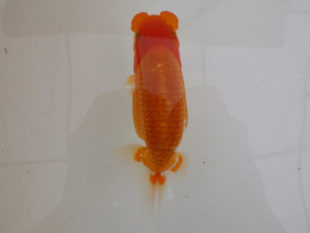 【全国大会東大関獲得ブリーダー 】素晴らしい雰囲気の当歳らんちゅう約13,5㎝メス?