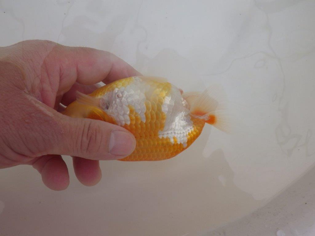 【全国大会東大関獲得ブリーダー 】素晴らしい雰囲気の当歳らんちゅう約13,5㎝メス?