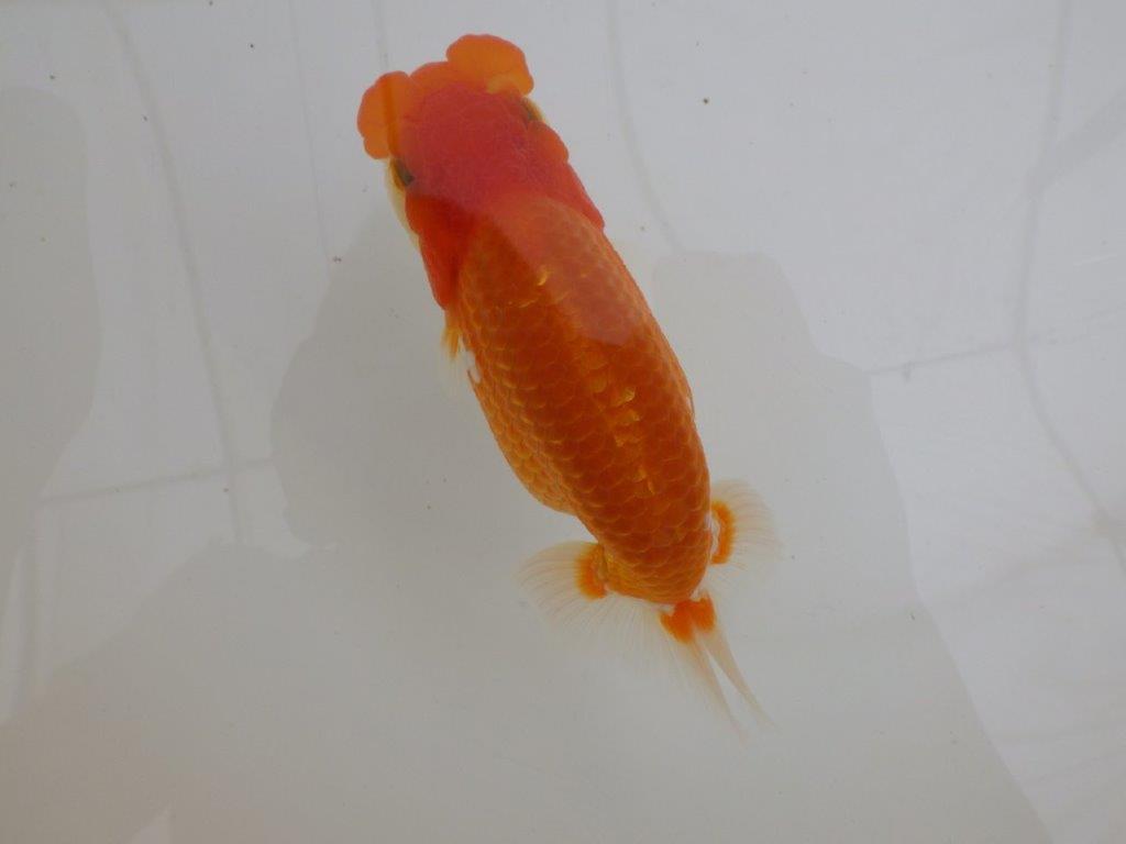 【全国大会東大関獲得ブリーダー 】素晴らしい雰囲気の当歳らんちゅう約13,5㎝メス?