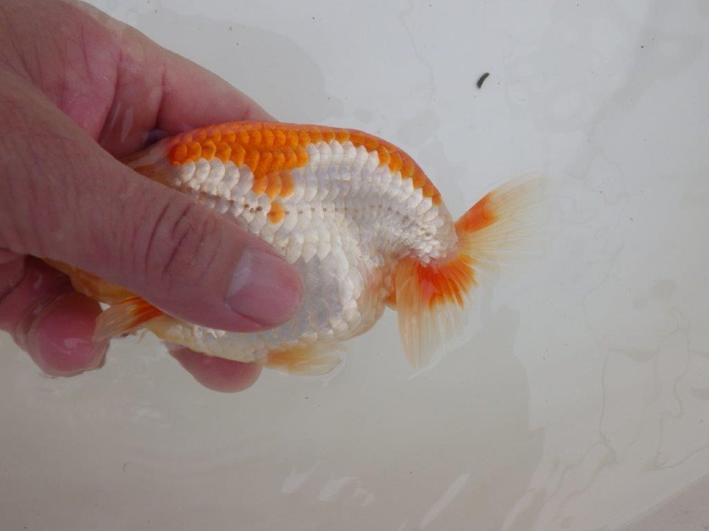 【全国大会東大関獲得ブリーダー 】ご無理を言ってお譲り頂きました!当歳らんちゅう約14㎝オス?