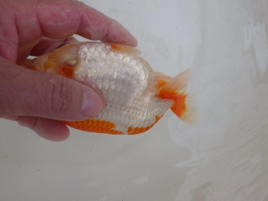 【全国大会東大関獲得ブリーダー 】ご無理を言ってお譲り頂きました!当歳らんちゅう約14㎝オス?