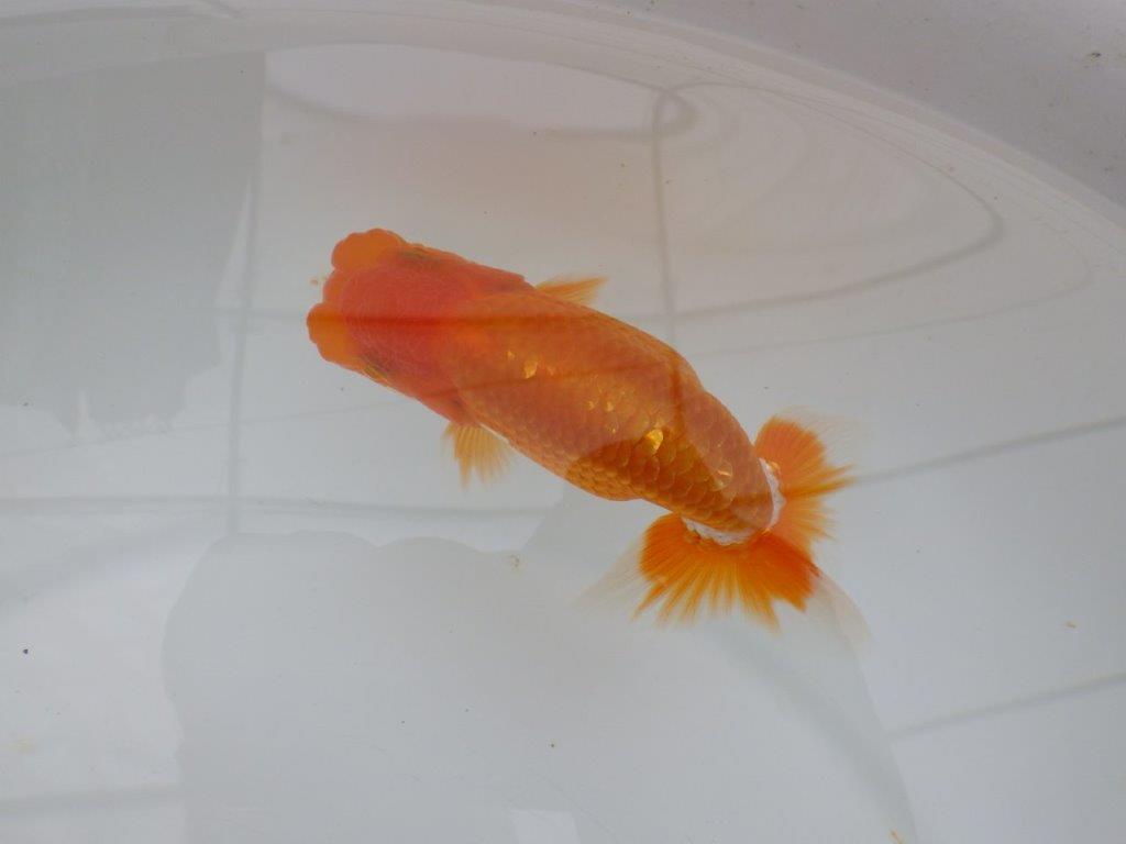 【全国大会西大関獲得ブリーダー 】上見がお勧め!当歳らんちゅう約11㎝オス?