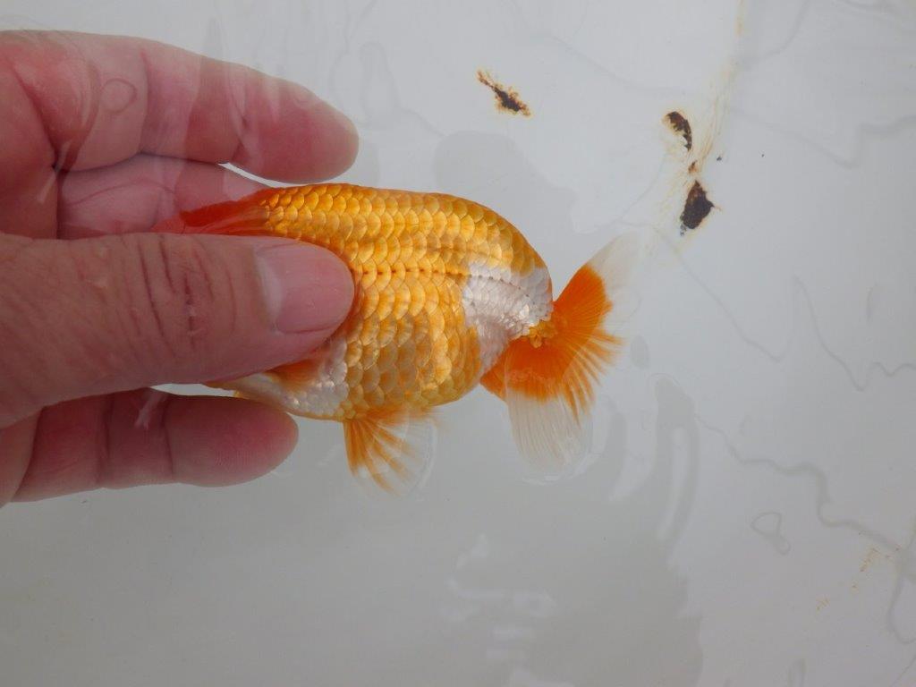 【全国大会西大関獲得ブリーダー 】上見がお勧め!当歳らんちゅう約11㎝オス?