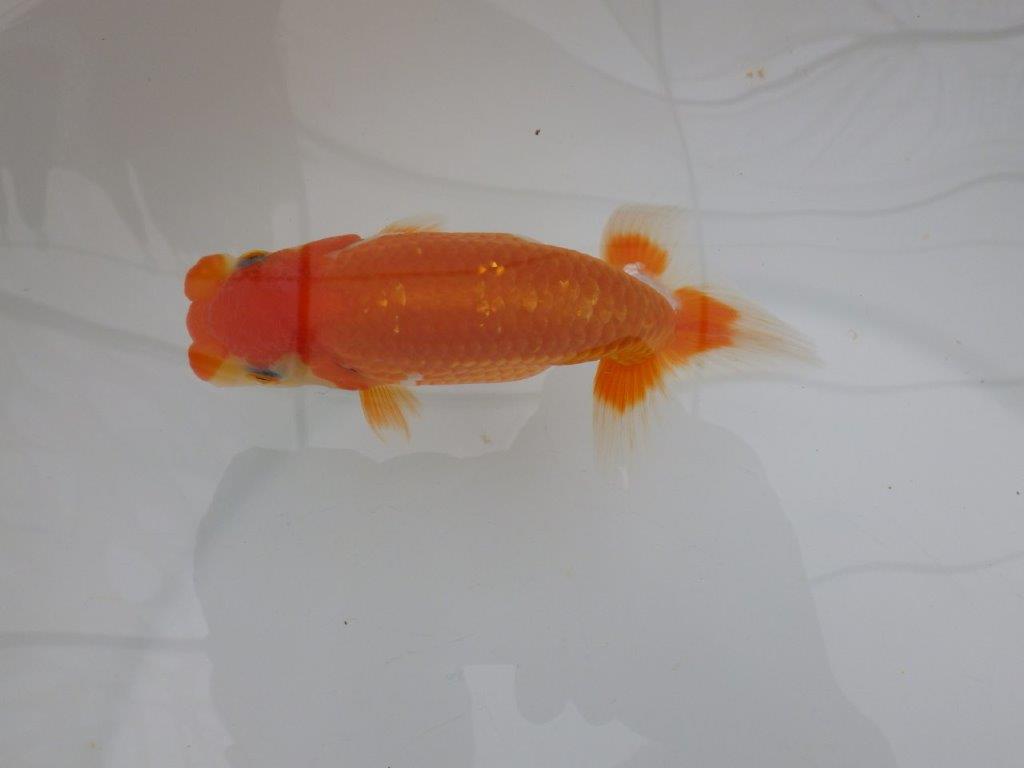 【全国大会西大関獲得ブリーダー 】綺麗な柄の更紗!当歳らんちゅう約12,5㎝オス?