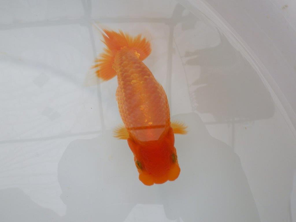 【全国大会西大関獲得ブリーダー 】背も綺麗でご鑑賞お勧め当歳らんちゅう約12,5㎝メス?