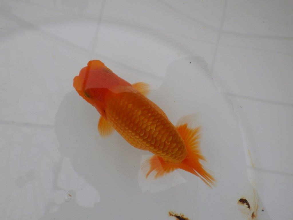 【全国大会西大関獲得ブリーダー 】ご鑑賞お勧め!当歳らんちゅう約12㎝オス?