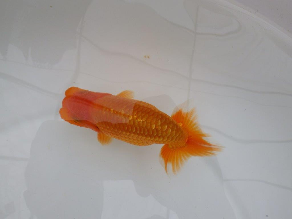【全国大会西大関獲得ブリーダー 】ご鑑賞お勧め!当歳らんちゅう約12㎝オス?