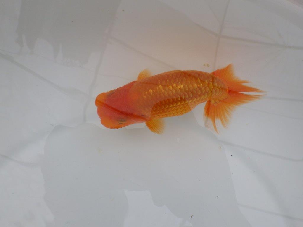 【全国大会西大関獲得ブリーダー 】ご鑑賞お勧め!当歳らんちゅう約12㎝オス?