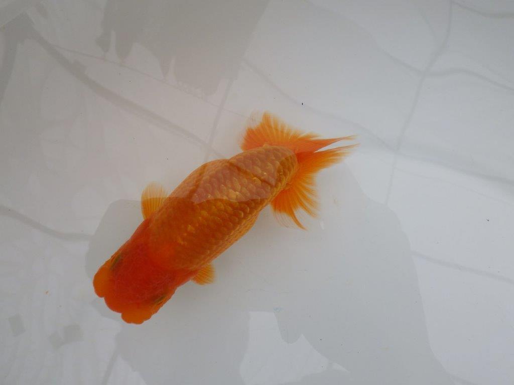 【全国大会西大関獲得ブリーダー 】ご鑑賞お勧め!当歳らんちゅう約12㎝オス?