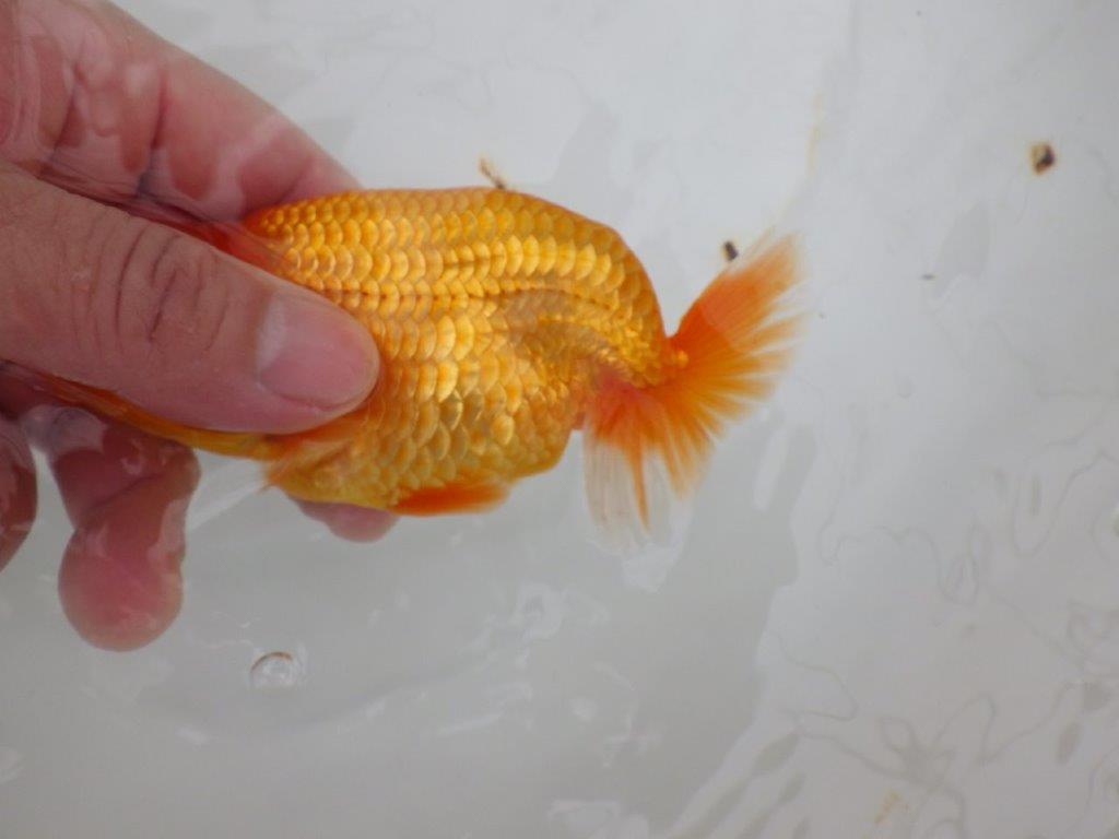 【全国大会西大関獲得ブリーダー 】ご鑑賞お勧め!当歳らんちゅう約12㎝オス?