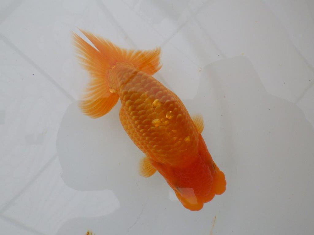 【全国大会西大関獲得ブリーダー 】素赤でもインパクトあり!当歳らんちゅう約12㎝オス?