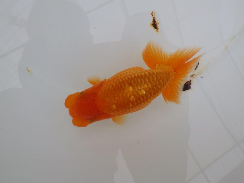 【全国大会西大関獲得ブリーダー 】素赤でもインパクトあり!当歳らんちゅう約12㎝オス?