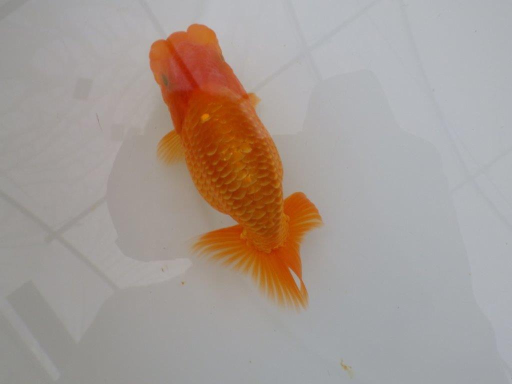【全国大会西大関獲得ブリーダー 】素赤でもインパクトあり!当歳らんちゅう約12㎝オス?