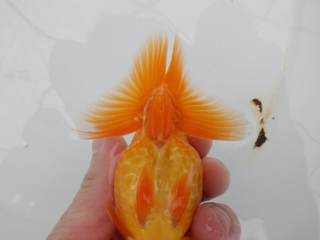 【全国大会西大関獲得ブリーダー 】素赤でもインパクトあり!当歳らんちゅう約12㎝オス?