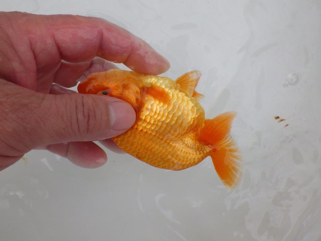 【全国大会西大関獲得ブリーダー 】素赤でもインパクトあり!当歳らんちゅう約12㎝オス?