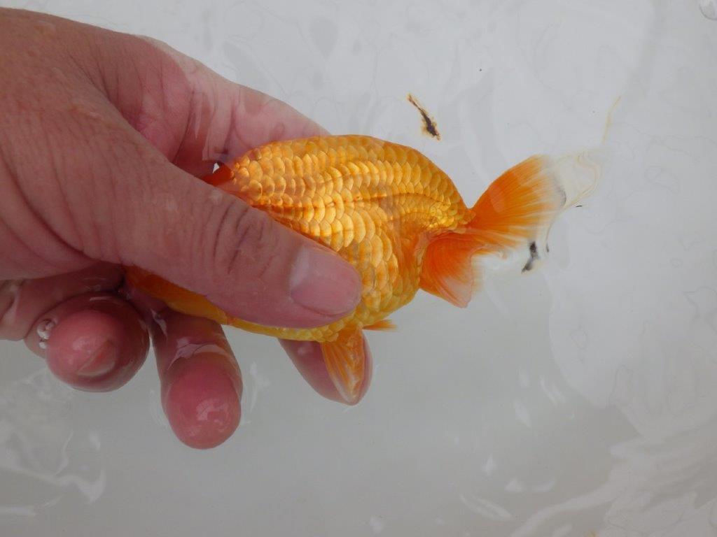 【全国大会西大関獲得ブリーダー 】素赤でもインパクトあり!当歳らんちゅう約12㎝オス?