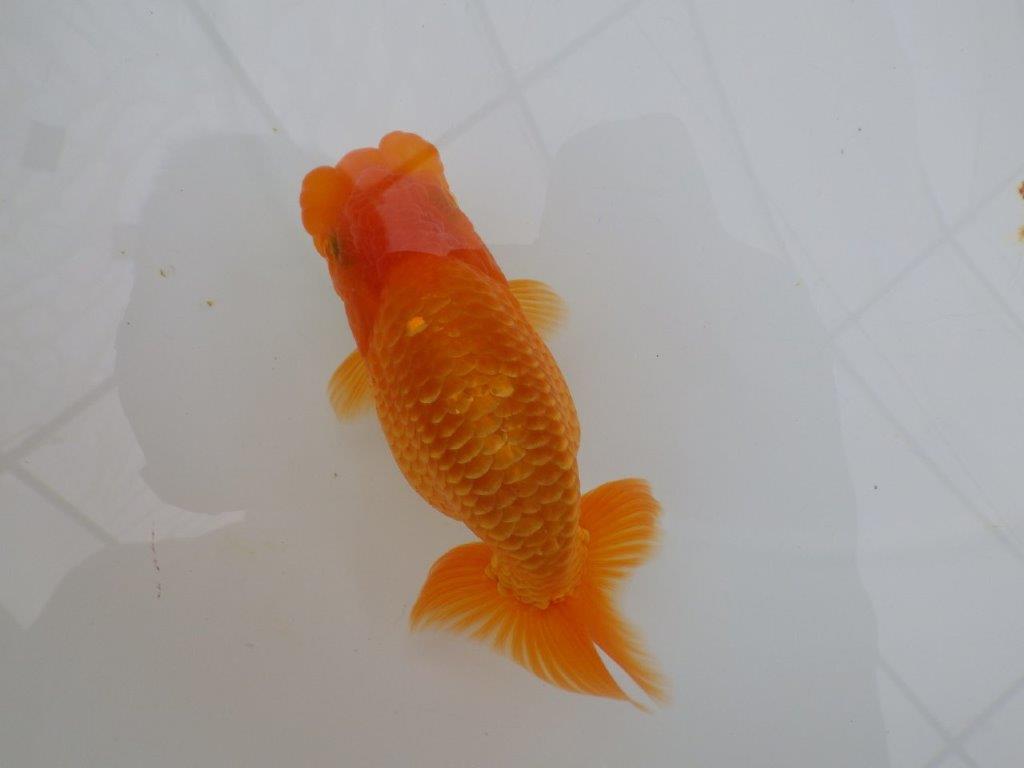 【全国大会西大関獲得ブリーダー 】素赤でもインパクトあり!当歳らんちゅう約12㎝オス?
