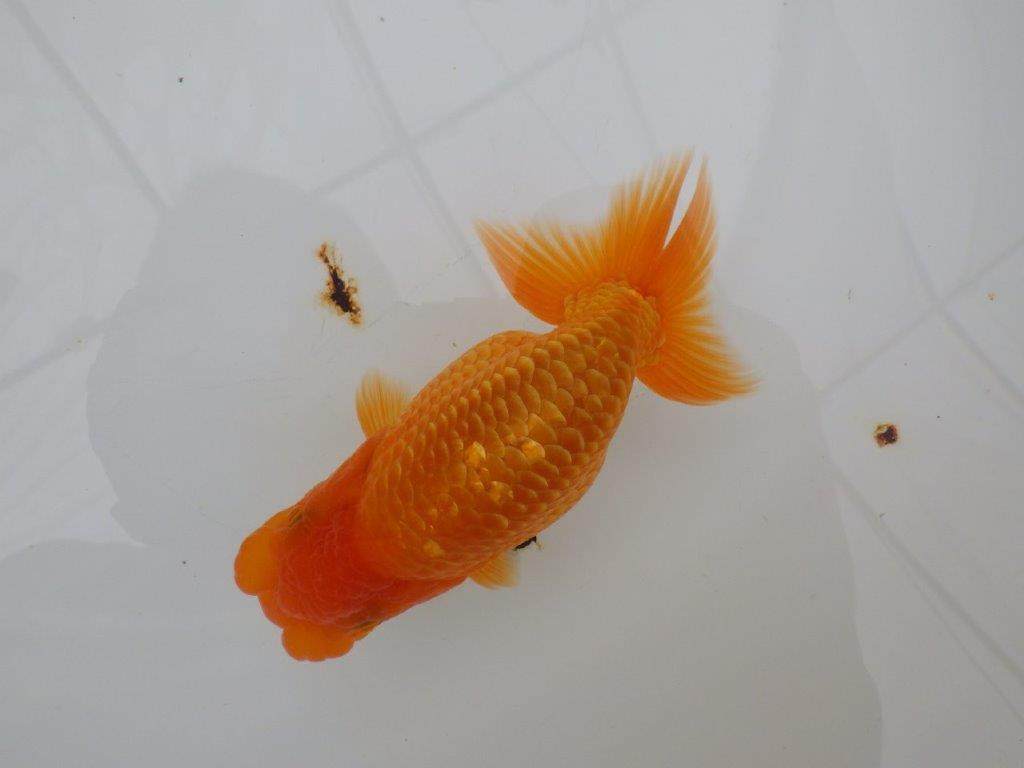 【全国大会西大関獲得ブリーダー 】素赤でもインパクトあり!当歳らんちゅう約12㎝オス?