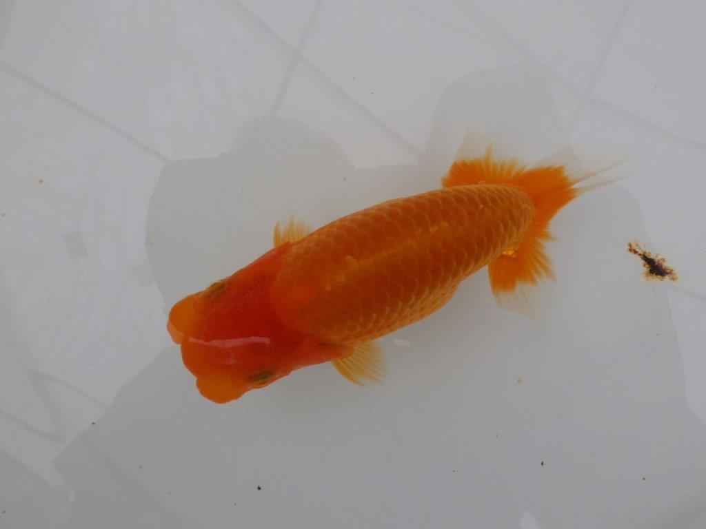 【全国大会西大関獲得ブリーダー 】種にもお勧め当歳らんちゅう約13㎝メス?